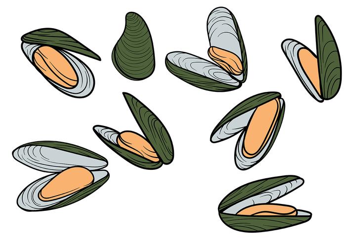 Free Mussel Vector