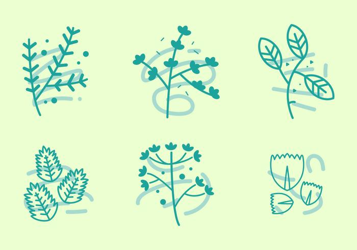 Free Thyme Vector Graphic 1