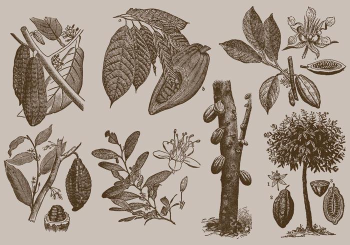 Cocoa Beans vector