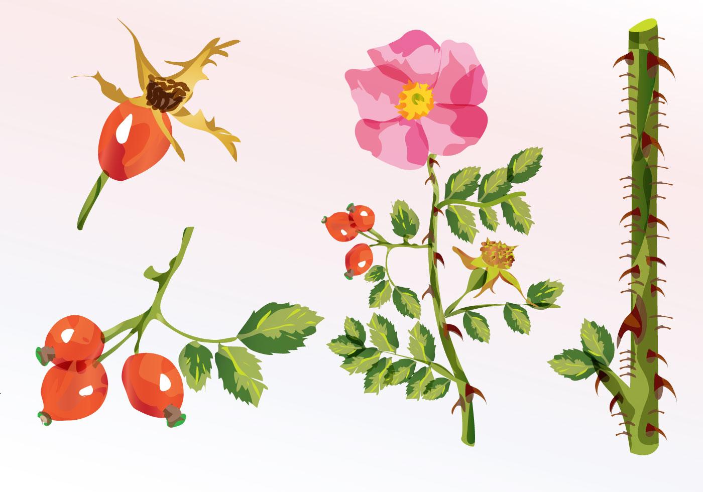 Floral Watercolor 111761 Vector Art at Vecteezy