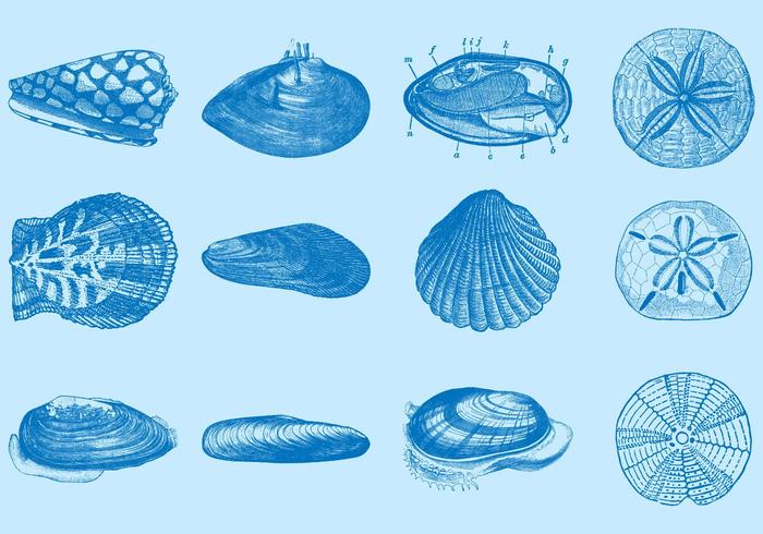 Conchas marinas vector