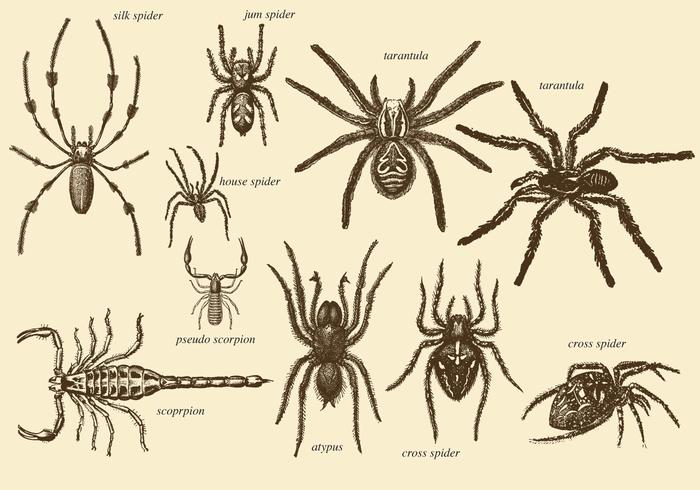 Old Style Drawing Arachnids vector