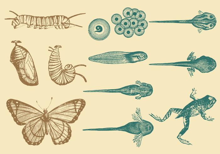 Antes y después en la naturaleza vector