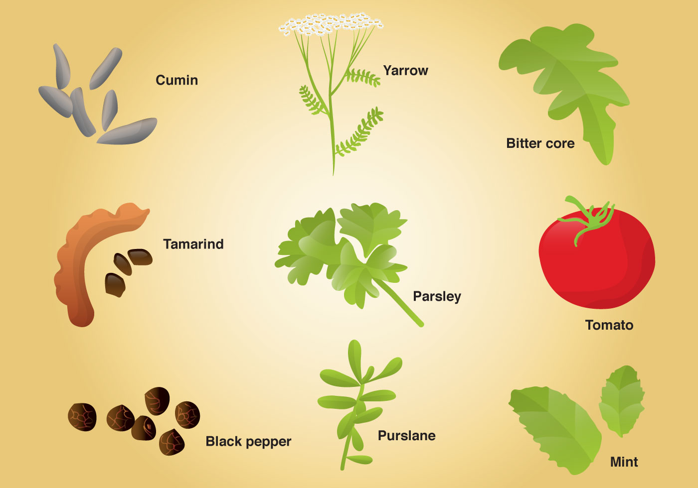 Tamarind Free Vector Art 16 Free Downloads Tamarind Free Vector Art 16 Free Downloads