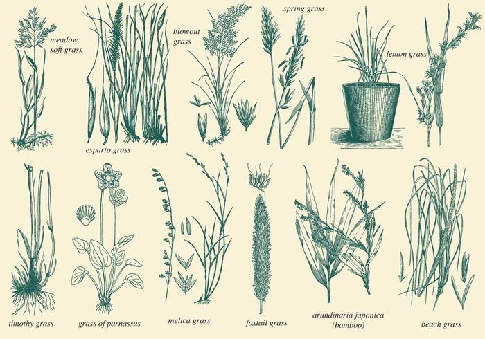 Download Wild Grass Vectors - Download Free Vectors, Clipart ...