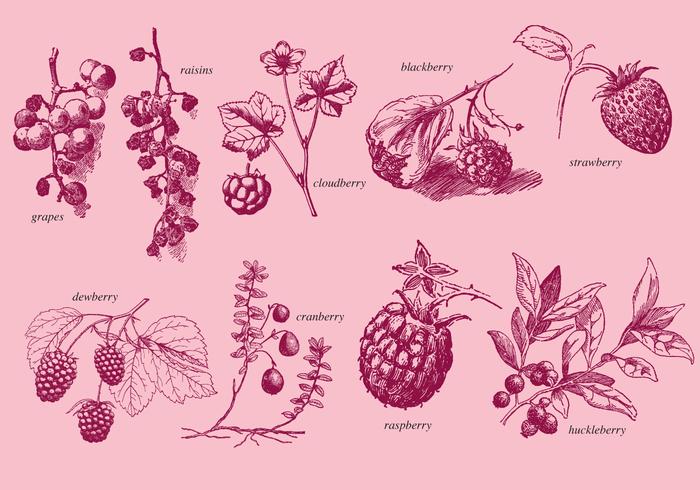 Old Style Drawing Berries vector