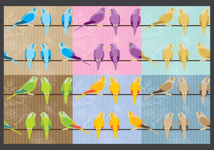 Budgie Bird Vector Backgrounds