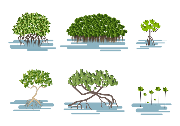 Free Mangrove Vector