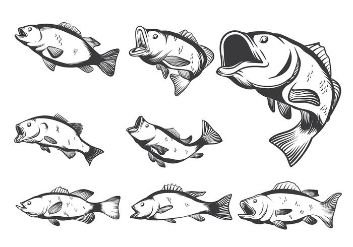 Bass Fish Vectors