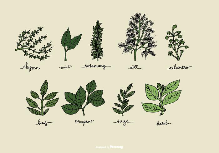 Mano Dibujado Herb Vectores
