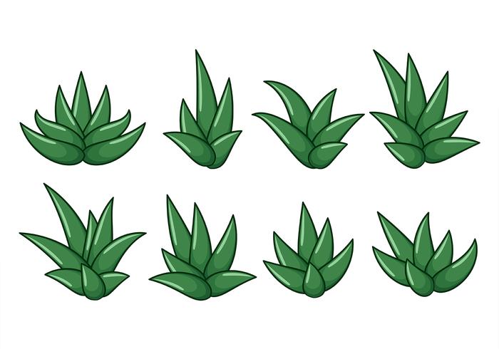 Free Maguey Vector