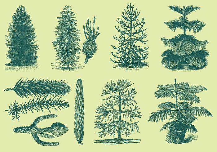 Dibujo Estilo Antiguo Araucarias vector