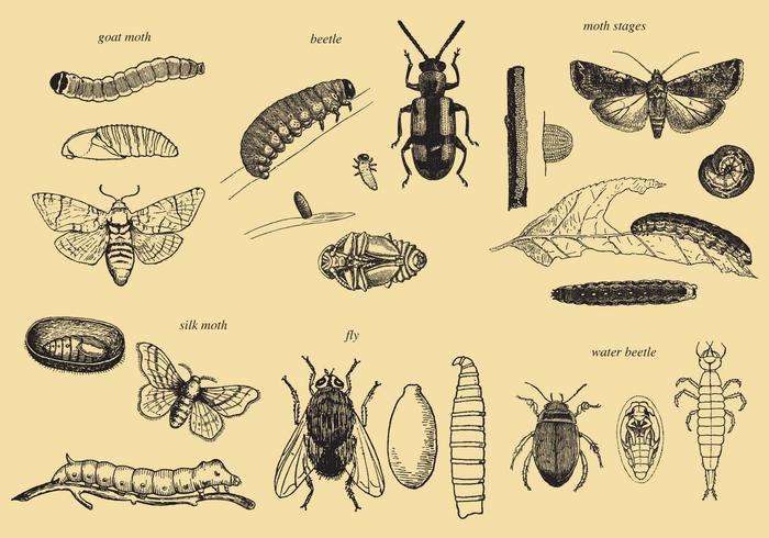 Crezca Vectores Insectos