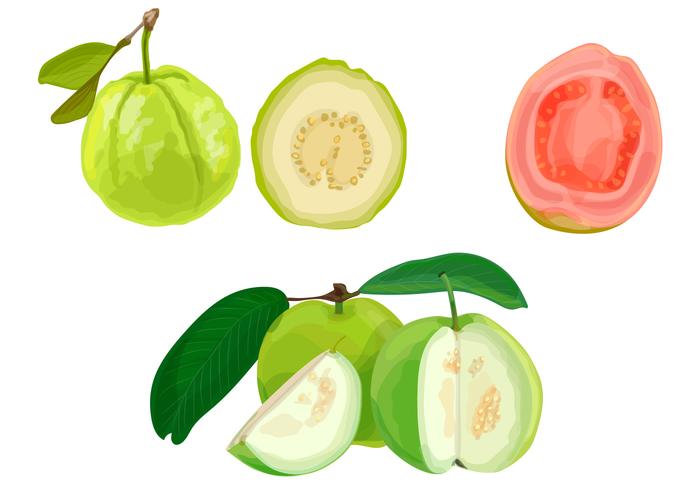 Guava illustration Guava illustration