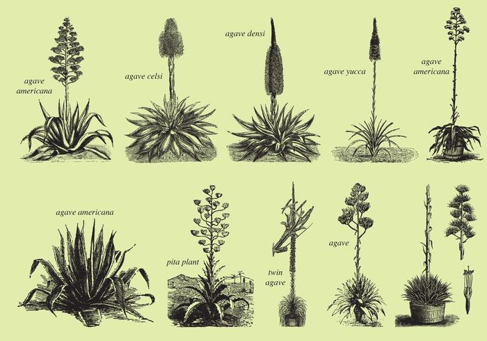 Agave And Maguey Drawings vector