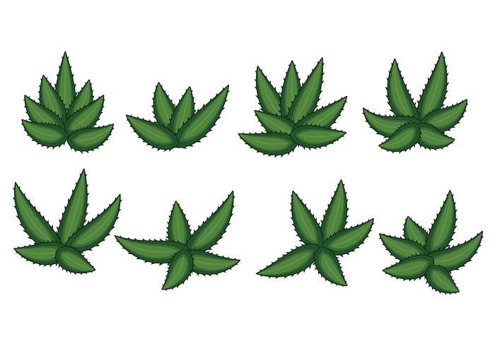 Maguey Vector