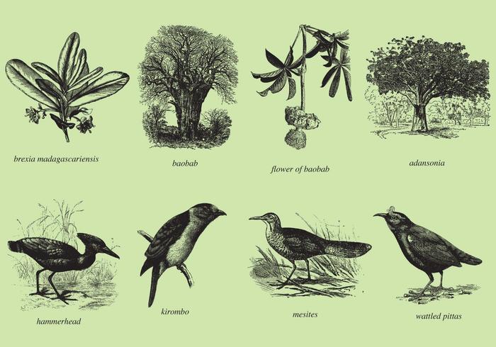 Madagascar árboles y aves vector