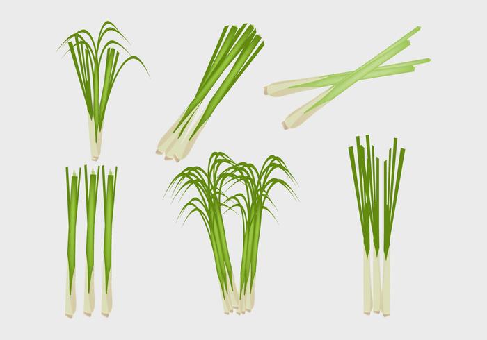 Lemongrass Illustration Vector