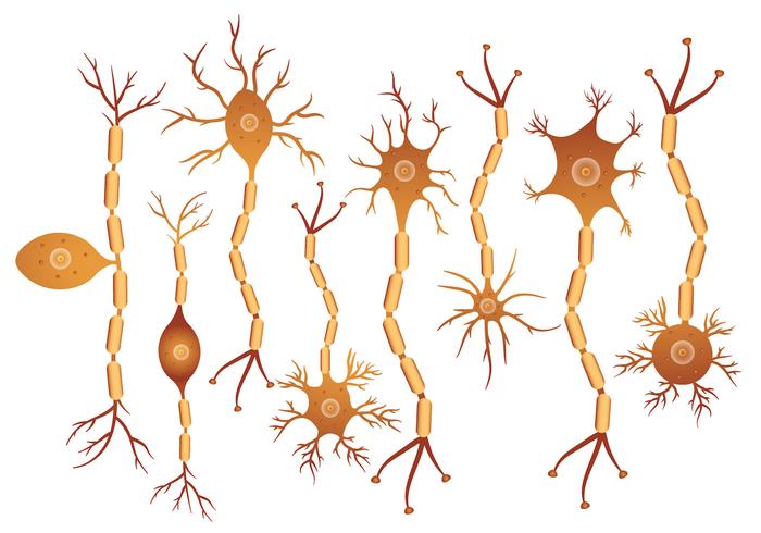 Set Di Neuroni Scarica Immagini Vettoriali Gratis Grafica Vettoriale E Disegno Modelli