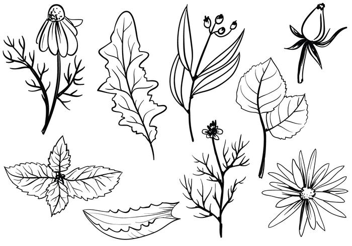 Free Herbs Vectors