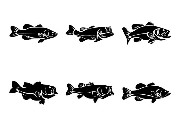 Bass Fish Vector