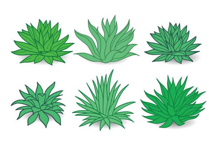 Maguey Vector