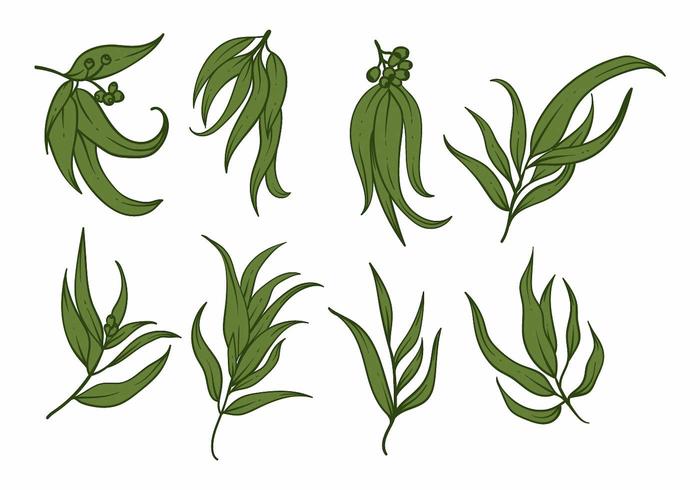 Eucalyptus Icon Set vector