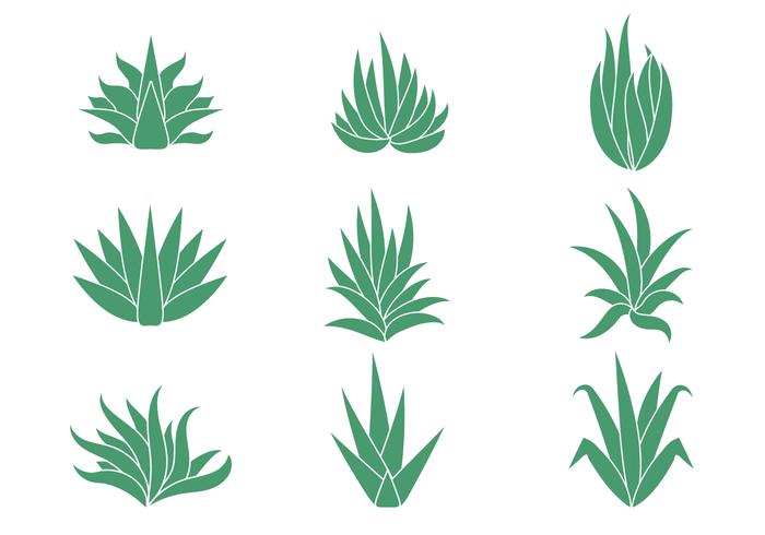 Free Maguey Vectors Free Maguey Vectors