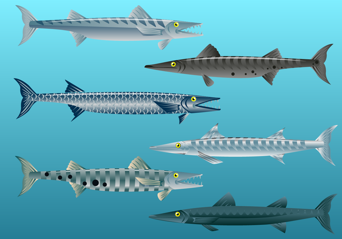 Free Barracuda Fish Vector Free Barracuda Fish Vector