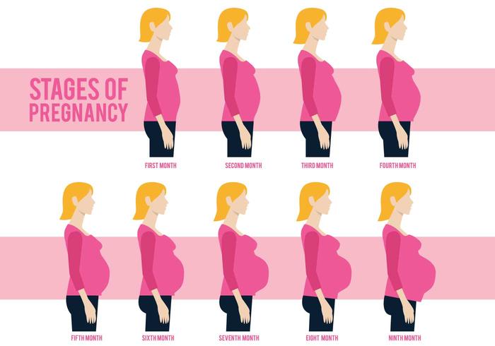 Pregnant Mom Vector Pregnant Mom Vector