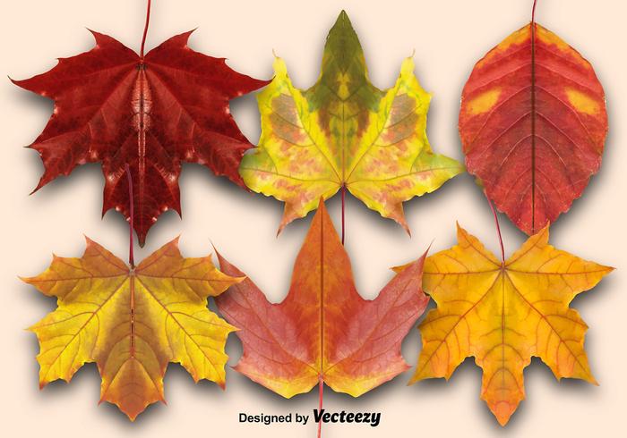 Vector Set Of Autumn Leaves - Download Free Vectors, Clipart Graphics
