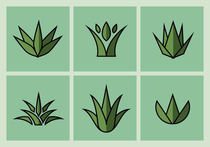 Maguey Vector Illustrations Maguey Vector Illustrations