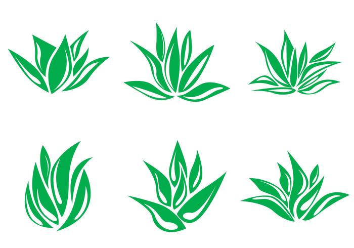 Maguey Vector