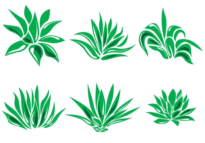 Maguey Vector