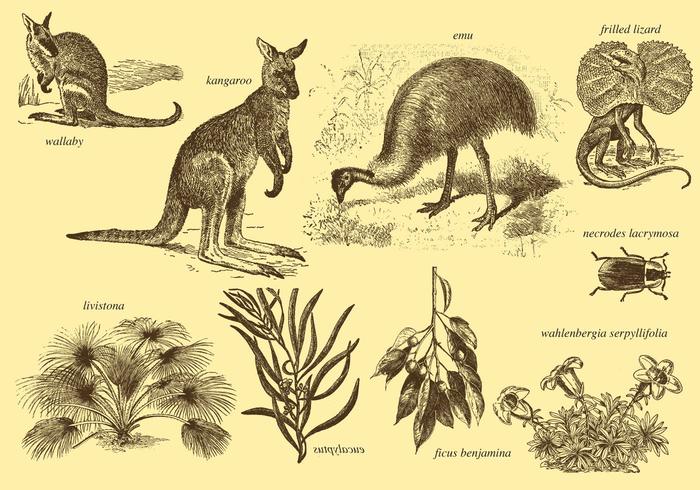 Flora y Fauna de Australia vector