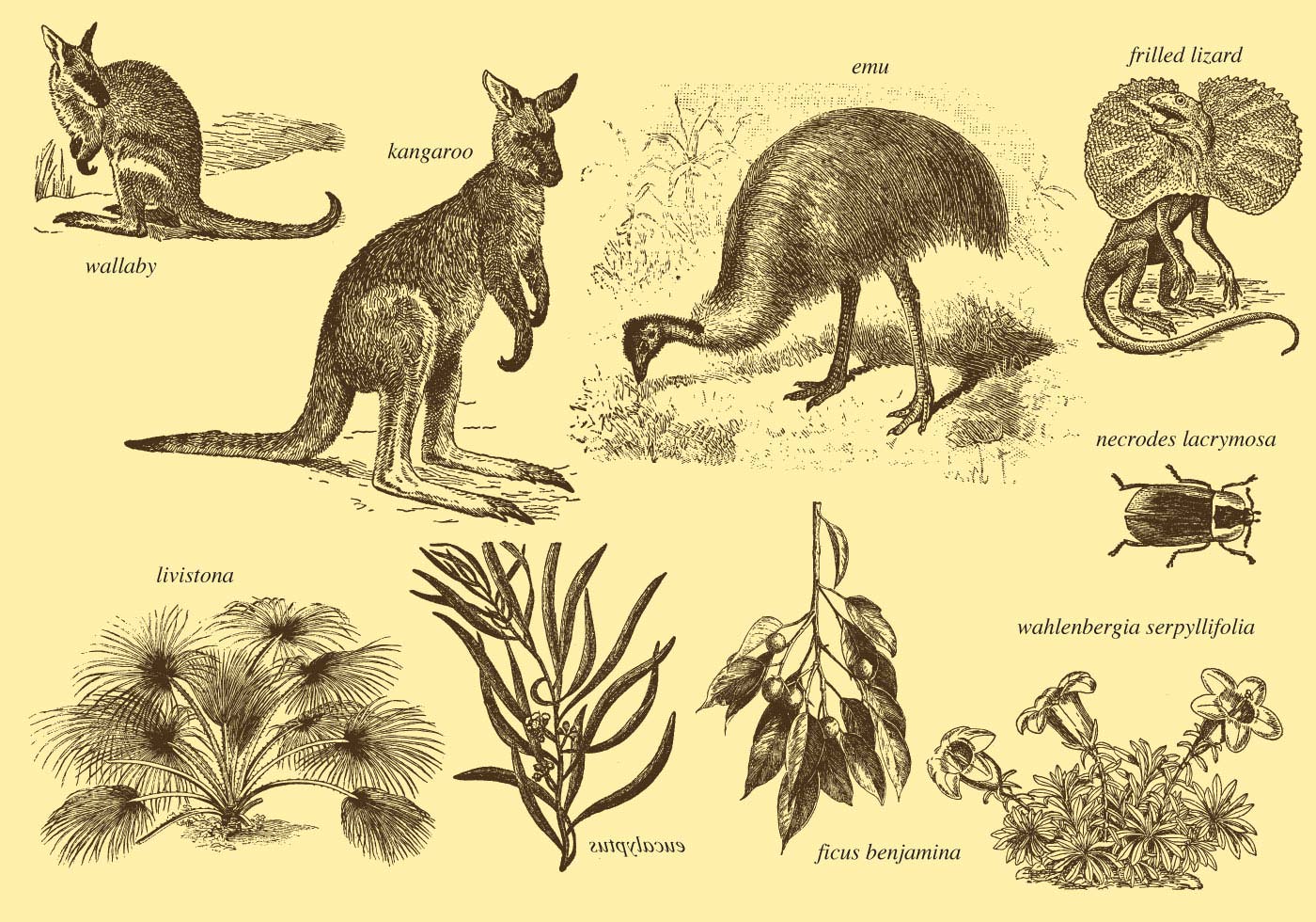 Flora And Fauna Of Australia - Download Free Vector Art 