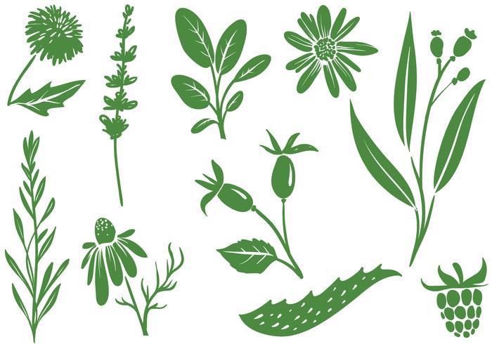 Free Medicinal Plants Vectors