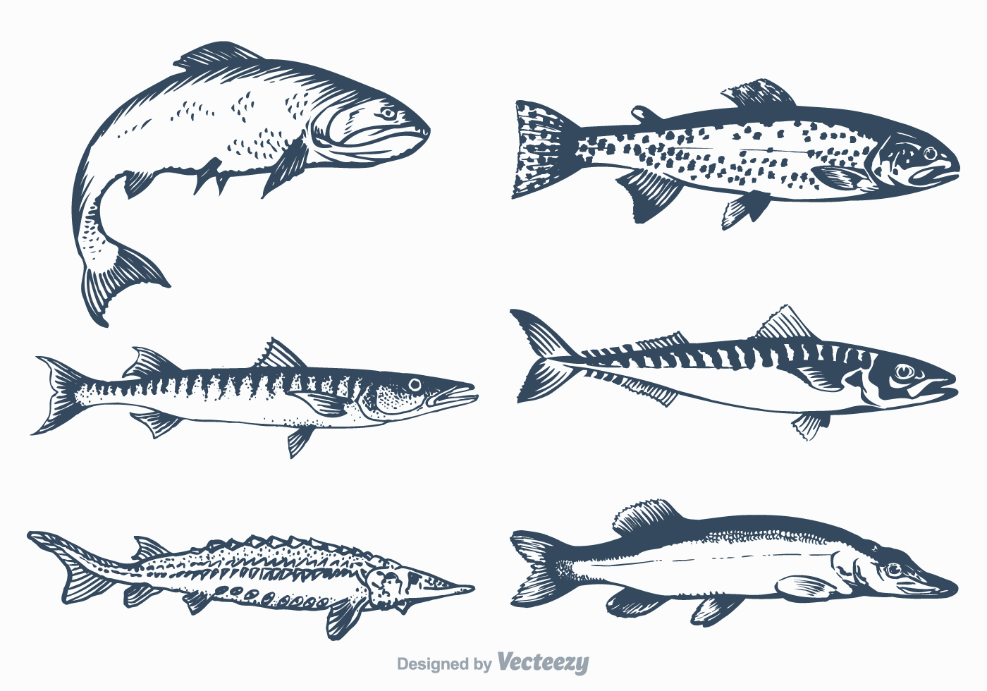 Download Free Vector Freshwater Fish Set - Download Free Vectors, Clipart Graphics & Vector Art