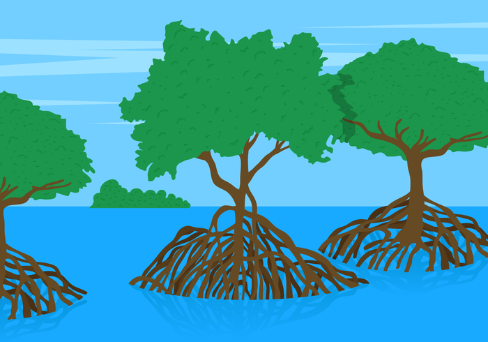 Mangrove Tree Vector Lanscape Mangrove Tree Vector Lanscape