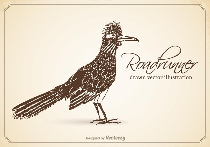 Vector libre Drawn Roadrunner ilustración