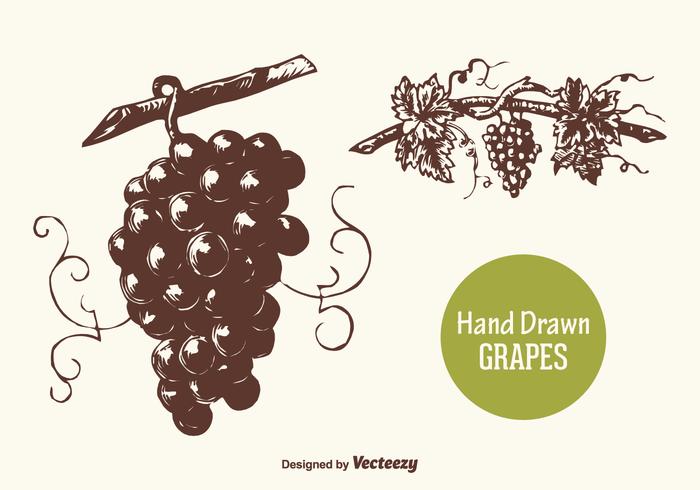 Hand Drawn Grapes Vector