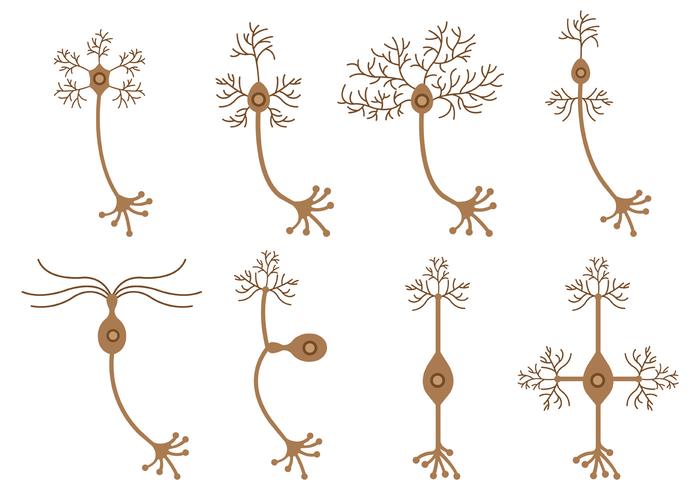 Set Of Neuron Vector