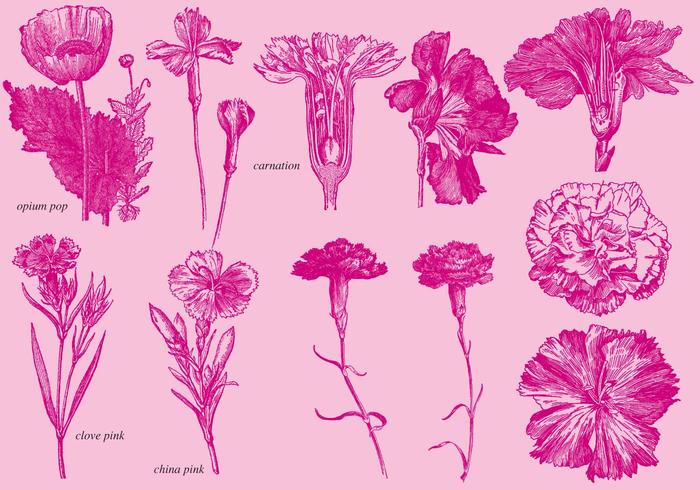 Old Style Drawing Carnations vector