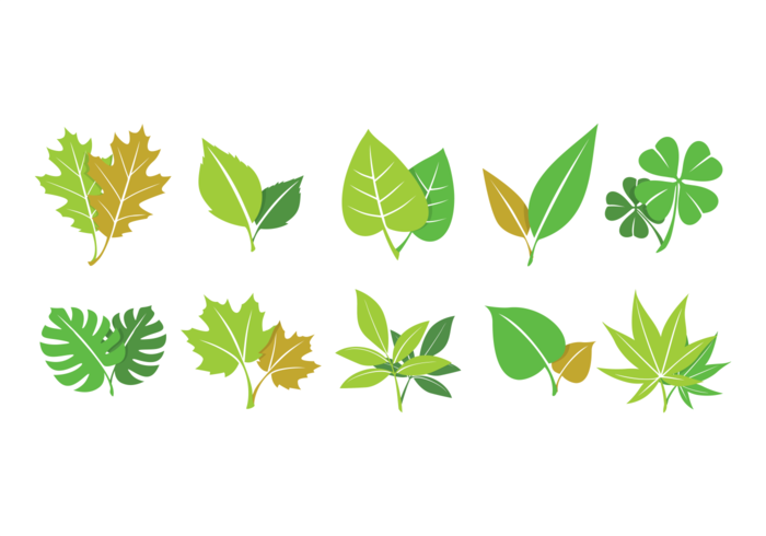 Green hojas collection vector