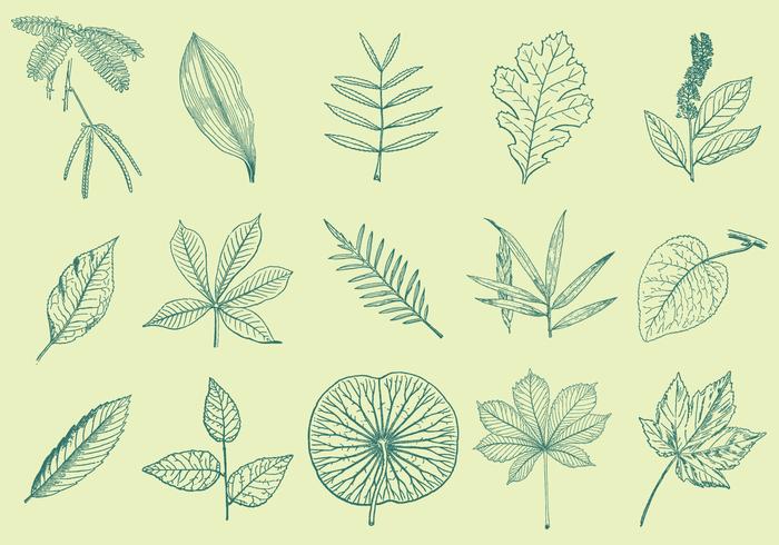 Leaves Drawings vector