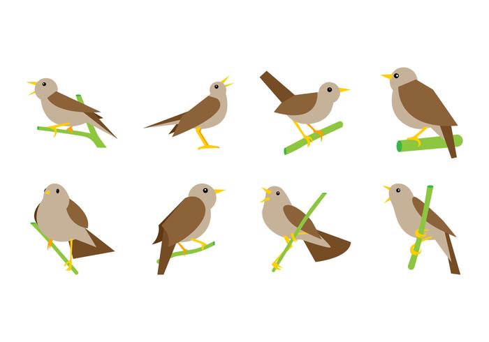 Vector Nightingale gratis