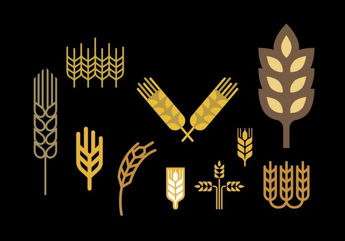 Wheat stalk vector set Wheat stalk vector set
