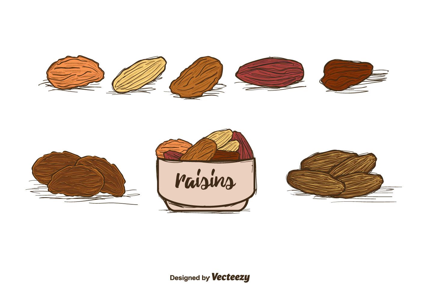Raisins Vector 115623 Vector Art at Vecteezy