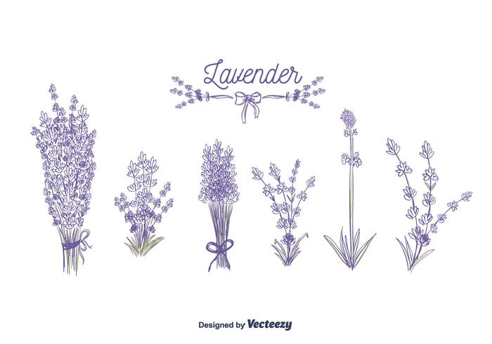 Vector de lavanda