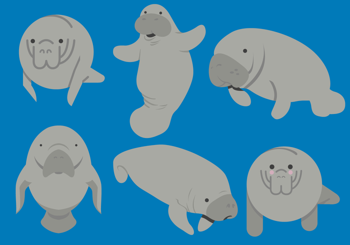 Manatee Vectors Manatee Vectors